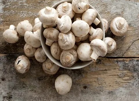 تصویر 3 از قیمت خرید قارچ دکمه ای بزرگ + فروش ویژه